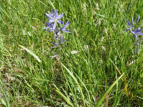GDMBR: Blue Flower.